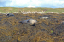 1 Seals in Dunvegan Isle of Skye  27